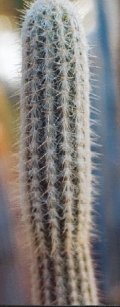 Stephanocereus_leucostele